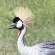 Shake your tail feathers